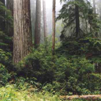 Redwood Wald